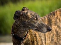 Picture of brindle Greyhound, looking away