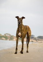 Picture of brindle Greyhound on sand