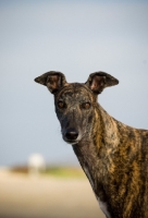 Picture of brindle Greyhound portrait