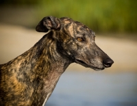 Picture of brindle Greyhound profile