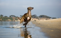 Picture of brindle Greyhound running out of water
