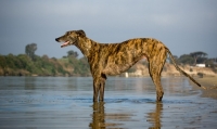 Picture of brindle Greyhound, side view