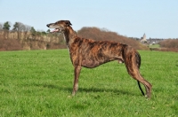 Picture of brindle Greyhound, side view