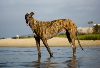 Picture of brindle Greyhound, side view