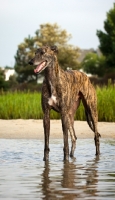 Picture of brindle Greyhound standing in water