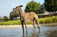 Picture of brindle Greyhound standing in water