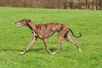 Picture of brindle Greyhound walking on grass