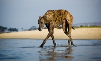 Picture of brindle Greyhound walking through water
