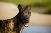 Picture of brindle Greyhound