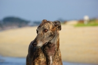 Picture of brindle Greyhound