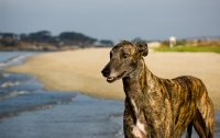 Picture of brindle Greyhound
