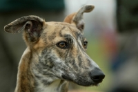 Picture of brindle Lurcher, portrait