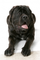 Picture of Brindle Mastiff in studio