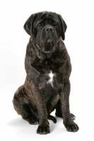 Picture of Brindle Mastiff in studio