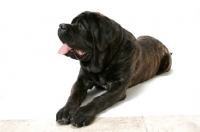 Picture of Brindle Mastiff lying down