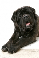 Picture of Brindle Mastiff lying down