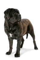 Picture of Brindle Mastiff on white background