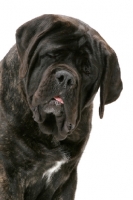 Picture of Brindle Mastiff portrait