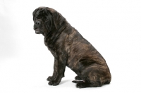 Picture of Brindle Mastiff sitting in studio