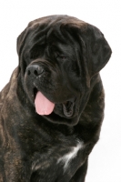 Picture of Brindle Mastiff