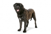 Picture of Brindle Mastiff