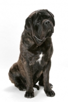 Picture of Brindle Mastiff