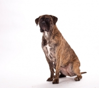 Picture of Brindle Mastiff