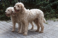 Picture of Briquet Griffon Vendeen dogs, aka Medium Griffon Vendeen
