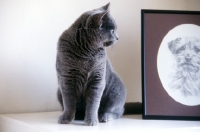 Picture of british blue cat looking at dog's picture in frame