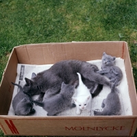 Picture of british blue cat with litter of blue kittens and one white foster kitten