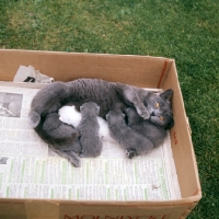 Picture of british blue cat with litter of blue kittens and one white foster kitten suckling