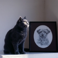 Picture of british blue cat with sunlight shining on face