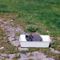 Picture of british blue kitten in litter tray