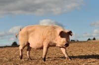 Picture of British Landrace sow