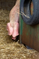 Picture of British lop in stable