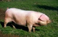 Picture of british lop pig side view