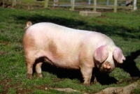 Picture of british lop sow looking at camera  with ears covering eyes