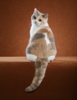 Picture of British Shorthair back view on orange background