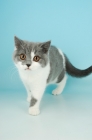 Picture of british shorthair, bi-colour, blue and white