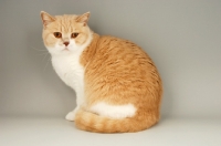 Picture of British shorthair, bi-colour, cream and white