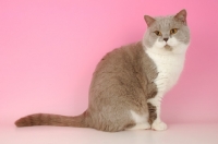 Picture of british shorthair, bi-coloured lilac and white