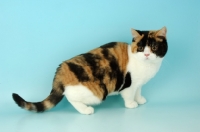 Picture of british shorthair, bi-coloured tortie and white on blue background