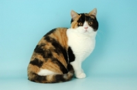 Picture of british shorthair, bi-coloured tortie and white
