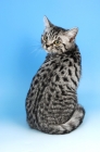 Picture of british shorthair cat back view, silver spotted tabby colour
