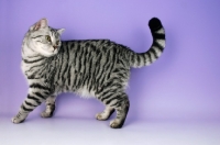 Picture of british shorthair cat looking back, silver spotted tabby colour