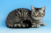 Picture of british shorthair cat lying down, silver spotted tabby colour