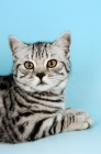 Picture of british shorthair cat lying, silver spotted tabby colour