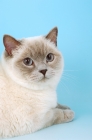 Picture of british shorthair cat portrait, lilac colour point