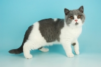 Picture of british shorthair cat standing, bi-colour, blue and white