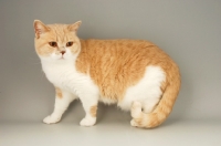 Picture of british shorthair cat standing, bi-colour, cream and white